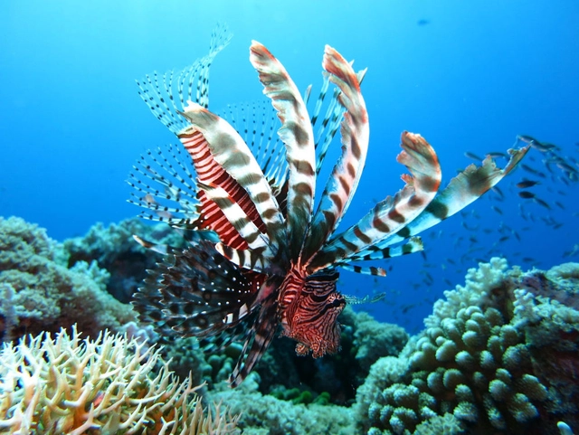 diving and snorkelling